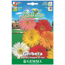 Gerbera jamesonii Double Mix Seeds 0.05g-Gerbera×hybrida