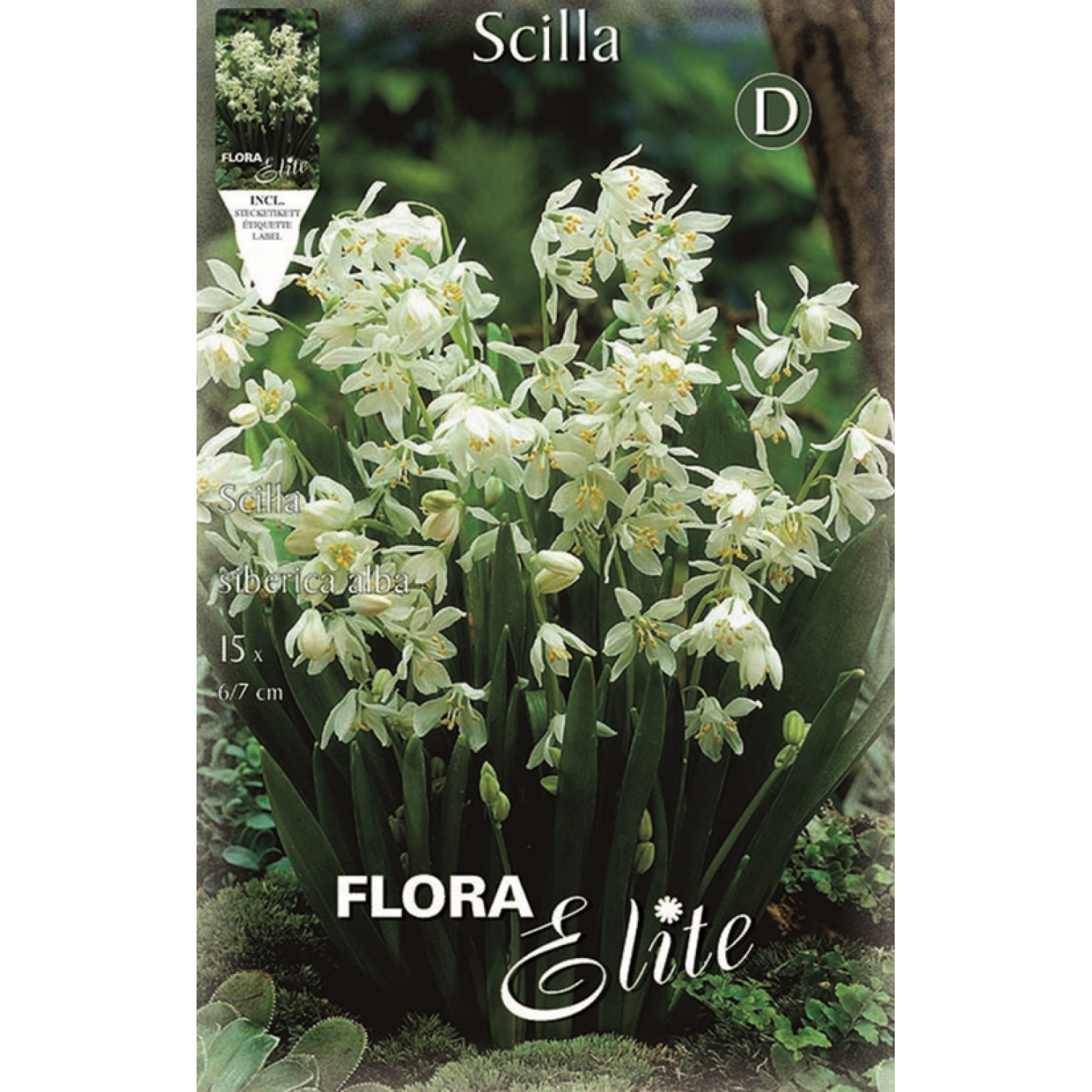 Scilla Siberica Alba | kipogeorgiki.live