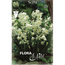 Σκίλλα Siberica Alba | kipogeorgiki.live