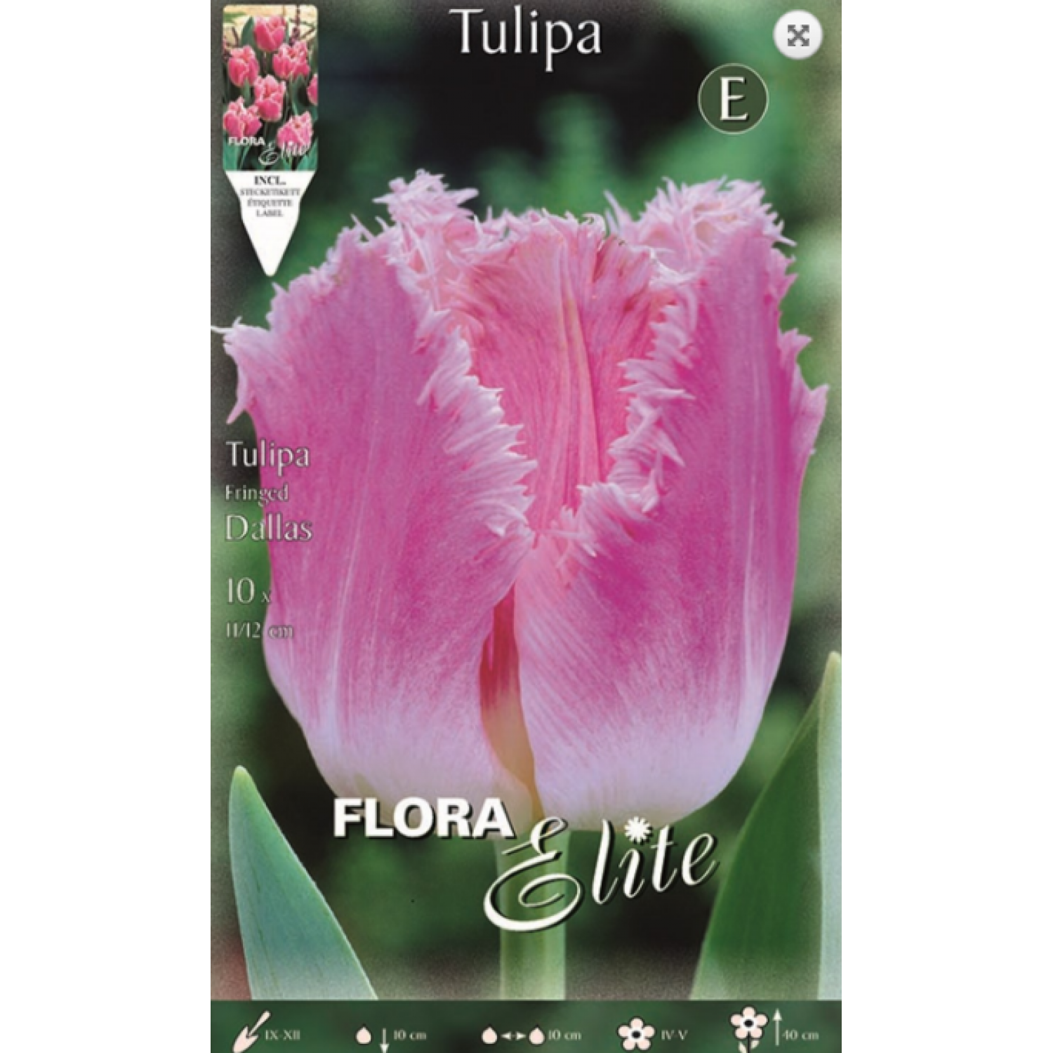 Tulip Dallas | kipogeorgiki.live