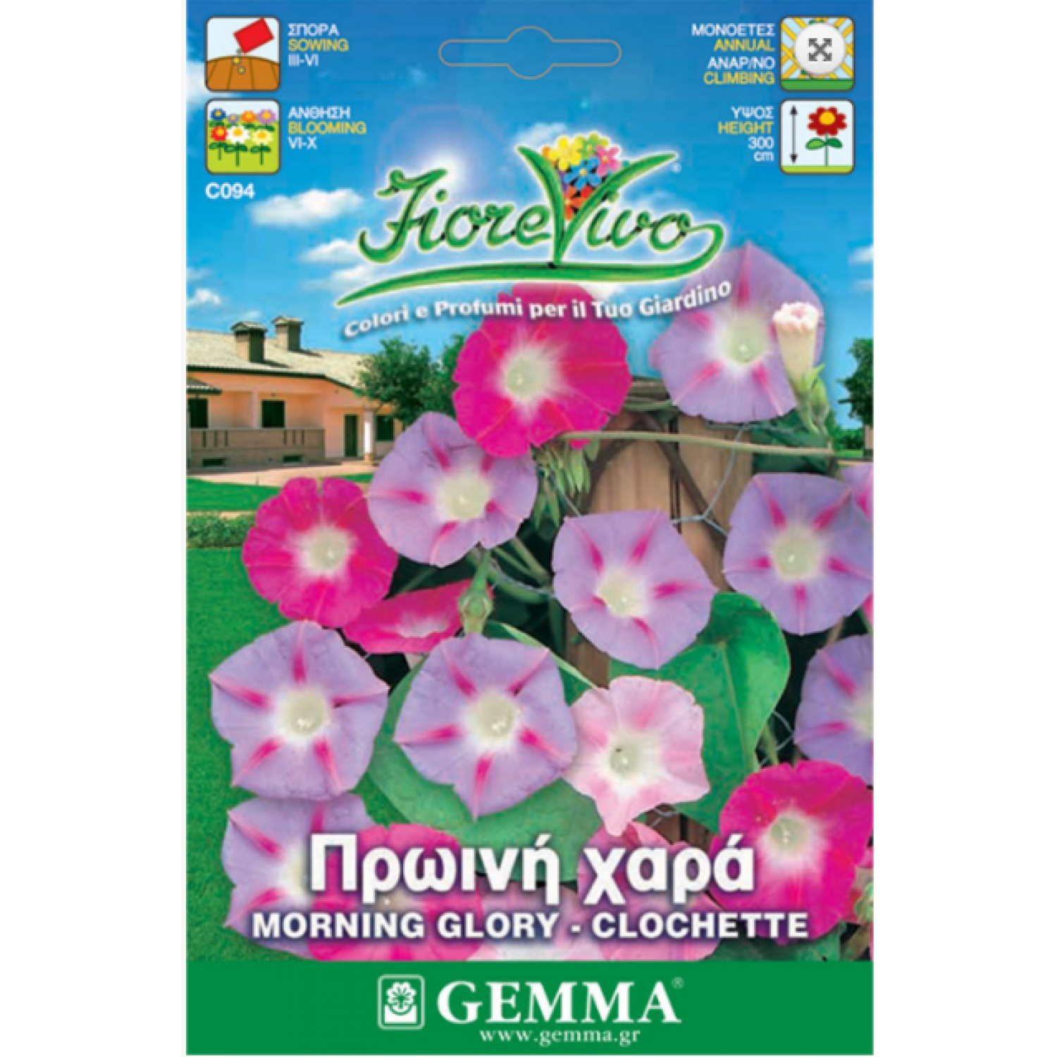 Purple Morning Glory Mix Seeds 2g Packet (Ipomoea purpurea) - Seed for Morning Glories Purple Morning Glory Mix Seeds 2g (Ipomoea purpurea)
