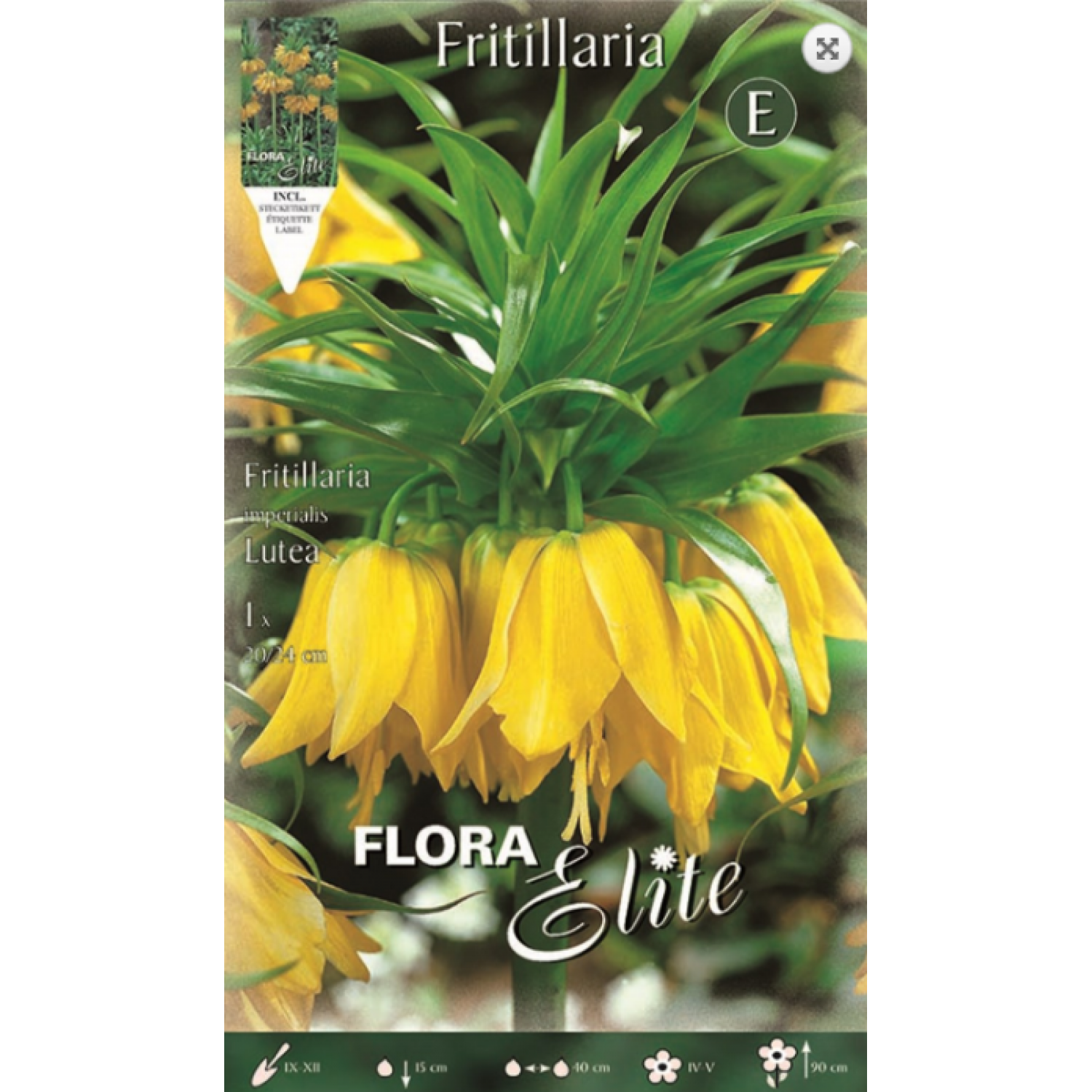 Fritilaria Lutea | kipogeorgiki.live