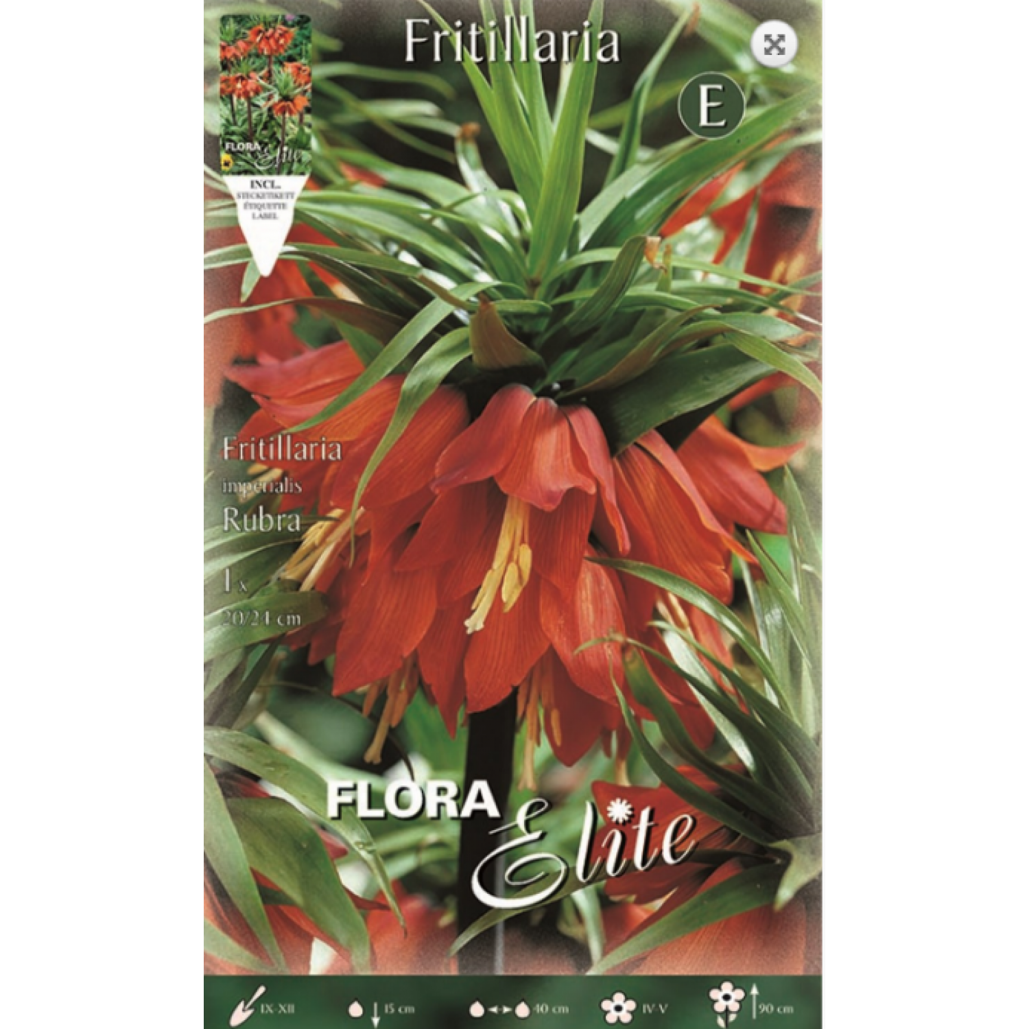 Fritilaria Rubra | kipogeorgiki.live