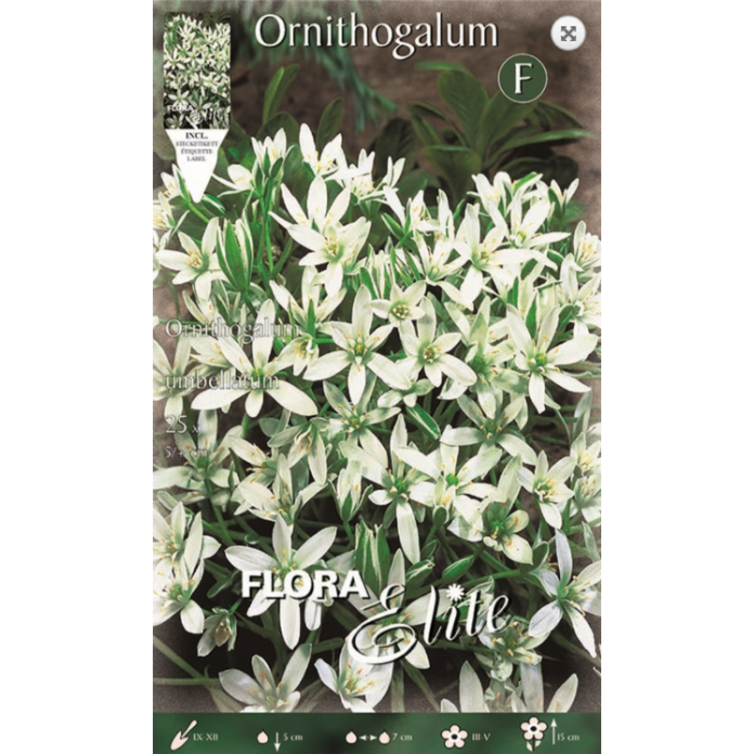 Ορνιθόγκαλο Umbellatum Ορνιθόγκαλο Umbellatum | kipogeorgiki.live
