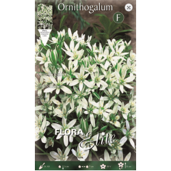 Ορνιθόγκαλο Umbellatum | kipogeorgiki.live