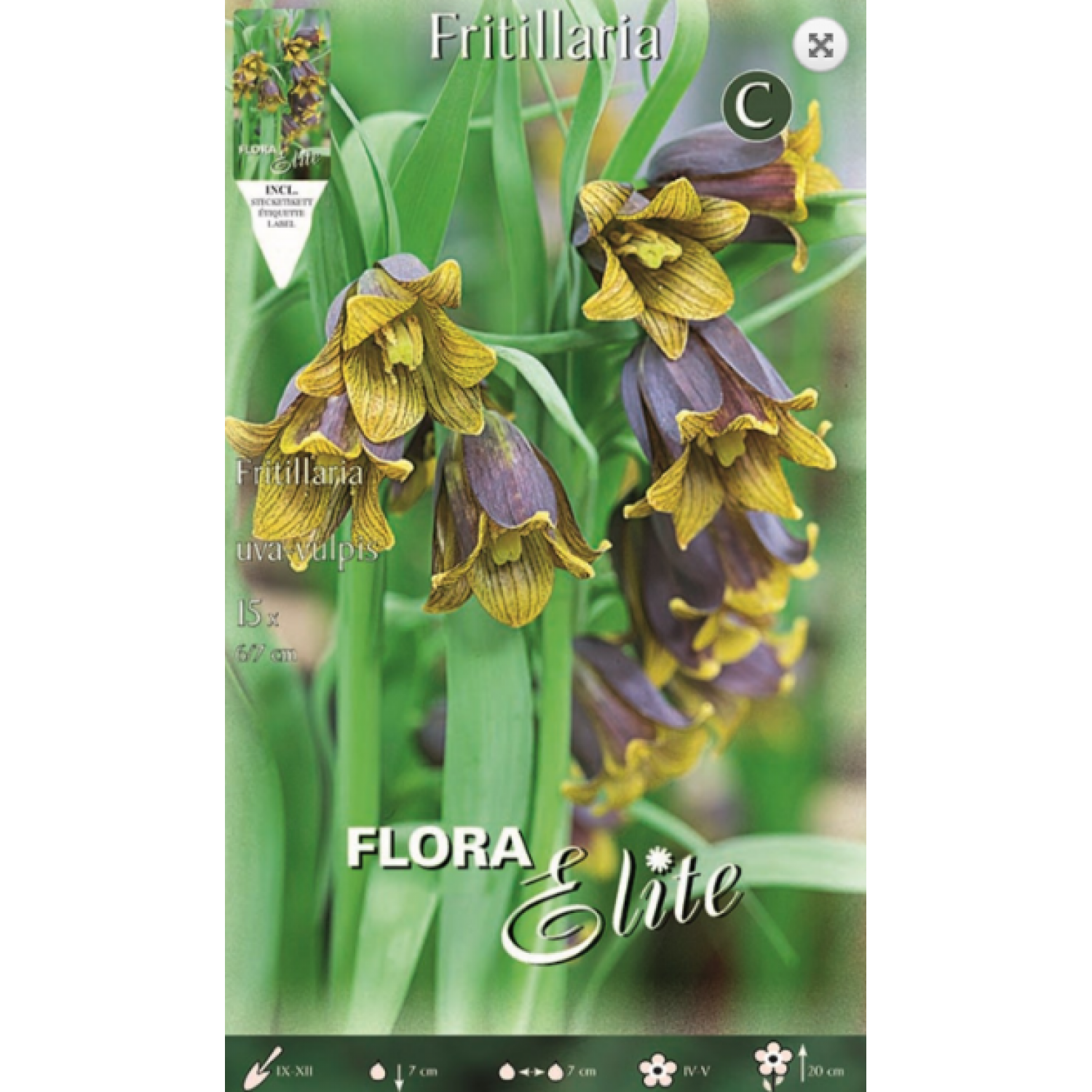 Fritilaria Uva Vulpis | kipogeorgiki.live