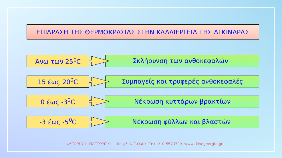 Επίδραση της θερμοκρασίας στην καλλιέργεια της αγκινάρας | kipogeorgiki.live