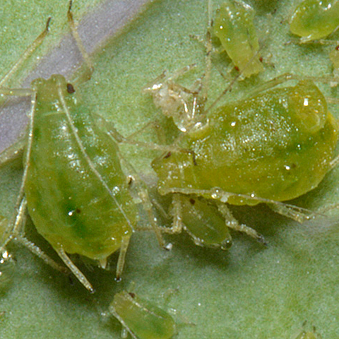 Πράσινη αφίδα (Myzus persicae)