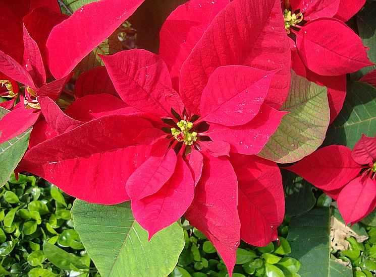 1. Επανάνθιση του Αλεξανδρινού (Euphorbia pulcherrima), Τα Βράκτια Φύλλα