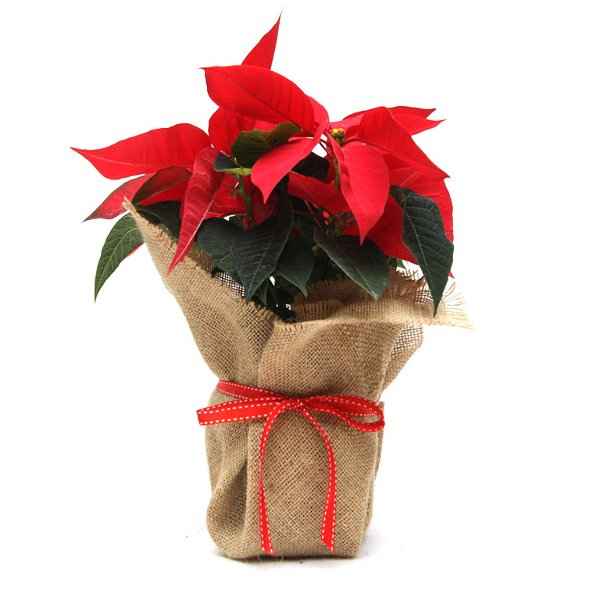 3. Επανάνθιση του Αλεξανδρινού (Euphorbia pulcherrima), Το Φυτό ως Δώρο