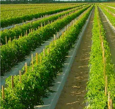 Καλλιέργεια Τομάτας με Ζεόλιθο - Institute of Sustainable Irrigated Agriculture Tatura Victoria