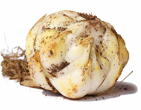 Lillium Bulb
