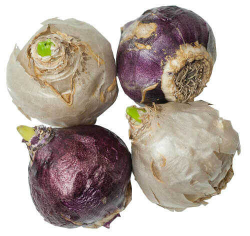 Common Hyacinth Bulb