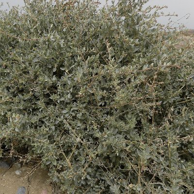 Φυτά της Παραλίας, Atriplex halimus (Αρμυρίκι, Αλιμιά) | kipogeorgiki.live