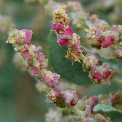 Φυτά της Παραλίας, Atriplex halimus Λουλούδι (Αρμυρίκι, Αλιμιά) | kipogeorgiki.live
