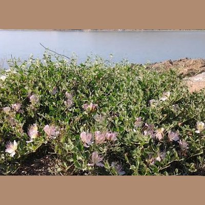 Φυτά της Παραλίας, Capparis spinosa (Κάπαρη)  | kipogeorgiki.live