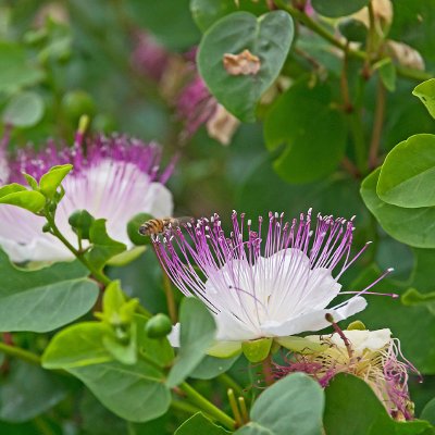 Φυτά της Παραλίας, Capparis spinosa (Κάπαρη) Λουλούδια | kipogeorgiki.live