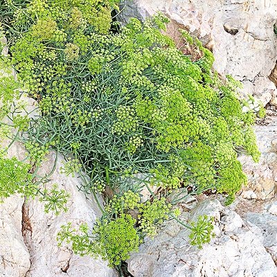Φυτά της Παραλίας, Crithmum maritimum (Κάρδαμο) | kipogeorgiki.live