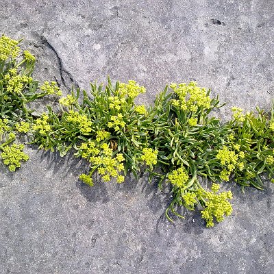 Φυτά της Παραλίας, Crithmum maritimum (Κάρδαμο) Λουλούδια| kipogeorgiki.live