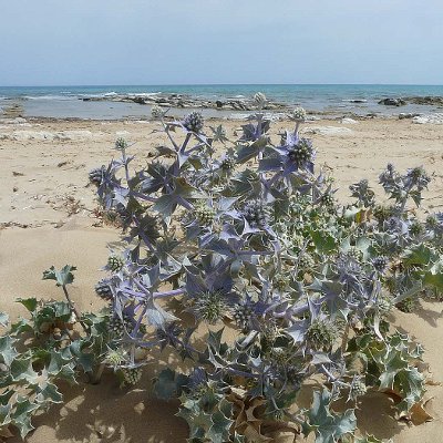 Φυτά της Παραλίας, Eryngium maritimum (Γαλανάγκαθο) | kipogeorgiki.live