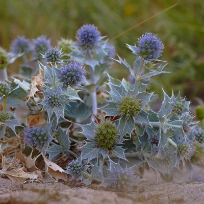 Φυτά της Παραλίας, Eryngium maritimum (Γαλανάγκαθο) Λουλούδια | kipogeorgiki.live