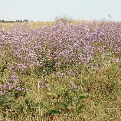Φυτά της Παραλίας, Limonium meyeri (Λειμόνιο) | kipogeorgiki.live
