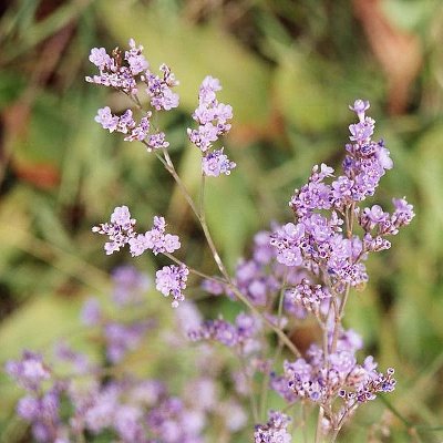 Φυτά της Παραλίας, Limonium meyeri (Λειμόνιο) Λουλούδια | kipogeorgiki.live