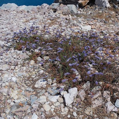 Φυτά της Παραλίας, Limonium sinuatum (Αθάνατο) | kipogeorgiki.live