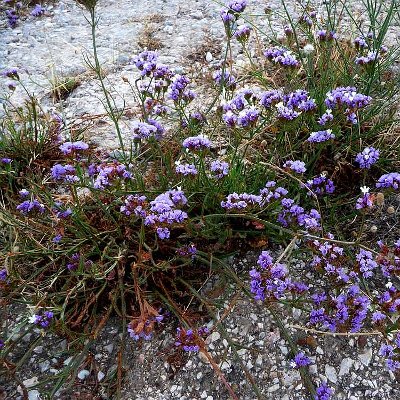 Φυτά της Παραλίας, Limonium sinuatum (Αθάνατο) Λουλούδια  | kipogeorgiki.live