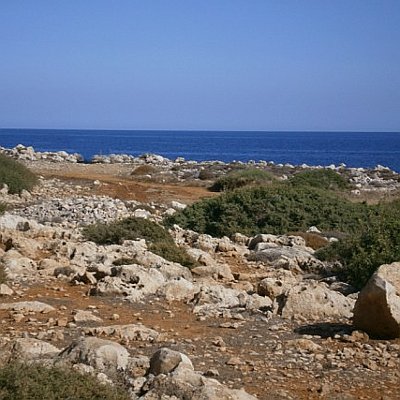 Φυτά της Παραλίας, Lycium schweinfurthii (Λύκιο) | kipogeorgiki.live