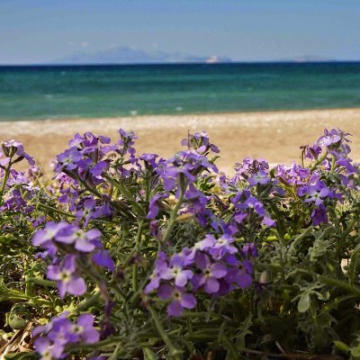 Φυτά της Παραλίας, Matthiola tricuspidata (Βιολέτα του γυαλού) Λουλούδια | kipogeorgiki.live