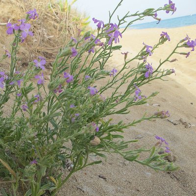 Φυτά της Παραλίας, Matthiola tricuspidata (Βιολέτα του γυαλού) | kipogeorgiki.live