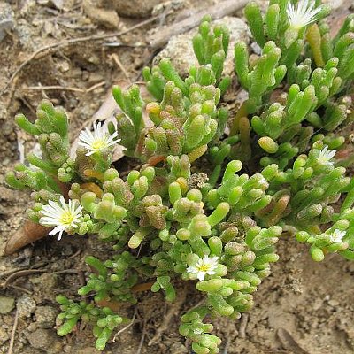 Φυτά της Παραλίας, Mesembryanthemum notiflorum (Μπουζάκι) | kipogeorgiki.live
