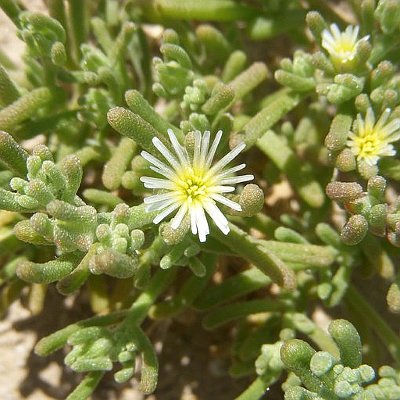 Φυτά της Παραλίας, Mesembryanthemum notiflorum (Μπουζάκι) Λουλούδια  | kipogeorgiki.live