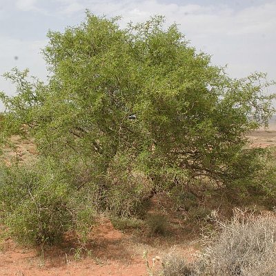 Φυτά της Παραλίας, Ziziphus lotus (Ζιζυφος, Παλλούρα) | kipogeorgiki.live