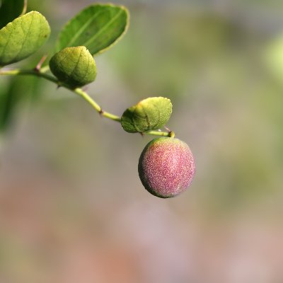 Φυτά της Παραλίας,Φυτά της Παραλίας, Ziziphus lotus (Ζιζυφος, Παλλούρα) Λουλούδια | kipogeorgiki.live