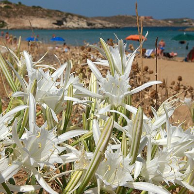 Φυτά της Παραλίας, Pancratium maritimum (Κρίνος της θάλασσας) | kipogeorgiki.live