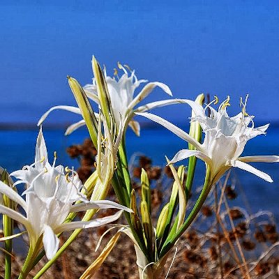 Φυτά της Παραλίας, Pancratium maritimum (Κρίνος της θάλασσας) Λουλούδια | kipogeorgiki.live