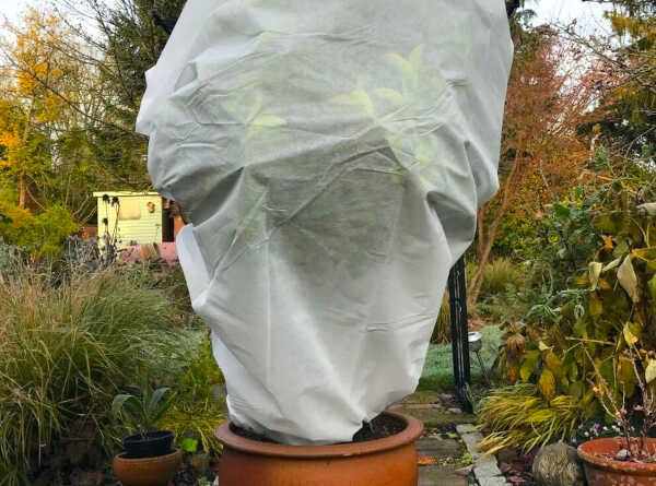 Antifreeze Fabric on a Garden Plant