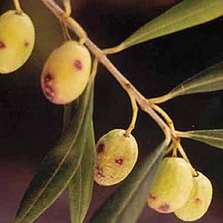 Κερκοσπορίαση (Cercospora cladosporioides)