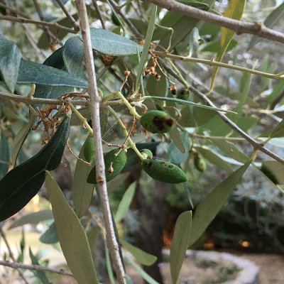 Κερκοσπορίαση (Cercospora cladosporioides)