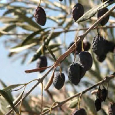 Βερτισιλλίωση (Verticillium dahliae)