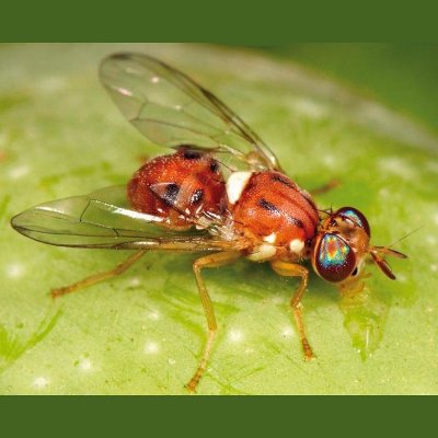 Δάκος (Bactocera oleae)