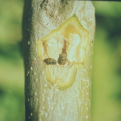 Φλοιοτρίβης (Phloetribus scarabaeoides)