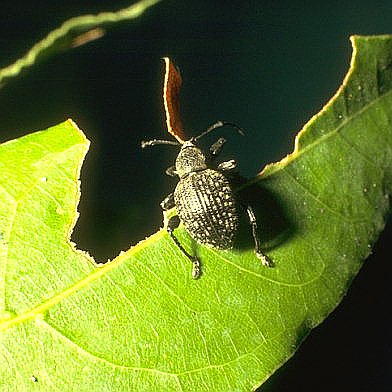 Οτιόρρυγχος (Ottiorhynchus cribicollis)