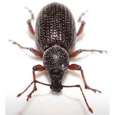 Οτιόρρυγχος (Ottiorhynchus cribicollis)