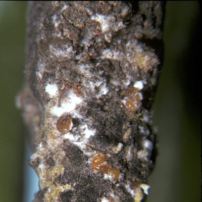 Πολλίνια (Pollinia pollini)