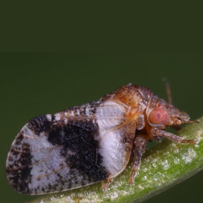 Βαμβακάδα (Euphyllura phillyreae)