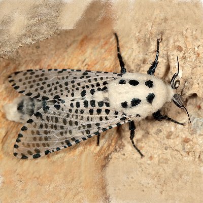 Ζευζέρα (Zeuzera pyrina)