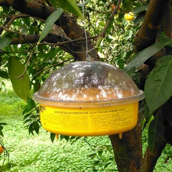 ANEL Insect Trap